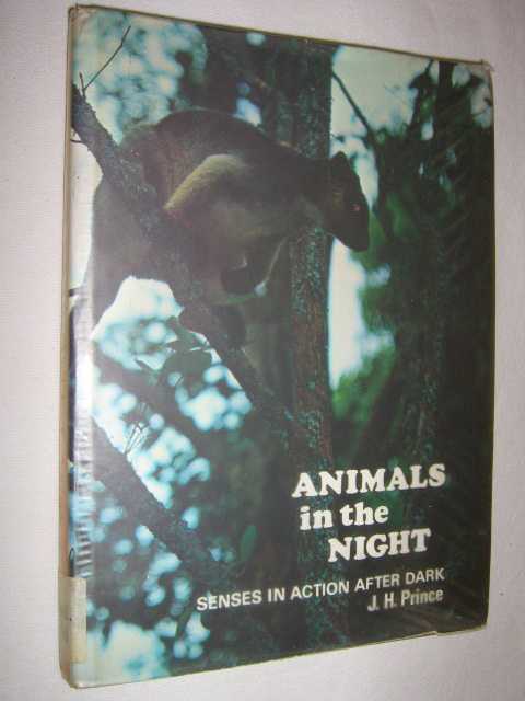 Image for Animals In The Night : Senses In Action After Dark